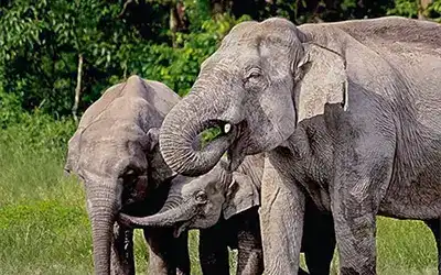 Lataguri, Jaldapara, Buxa, Jayanti Government Dooars Tour Package