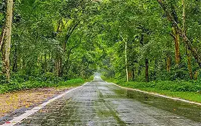 Dooars Tour - Gorumara Tour Package for 2 Days