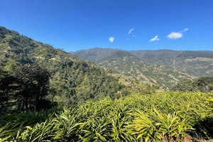 Palmajua - Nature hideout in Darjeeling