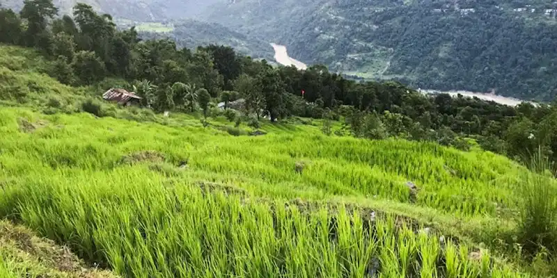 Hero image for yangang